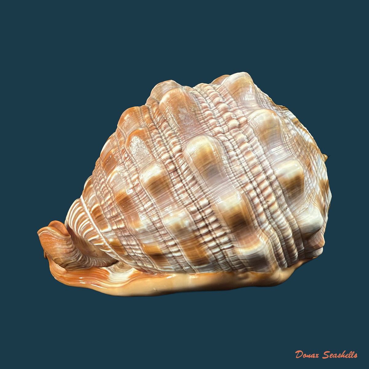Cypraecassis rufa (Linnaeus, 1758) - 146mm
