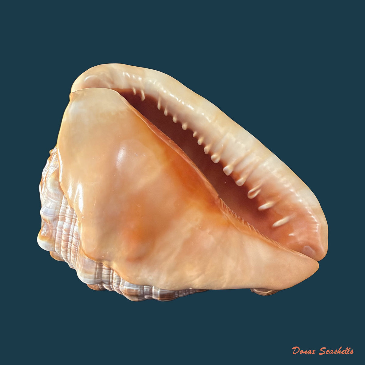 Cypraecassis rufa (Linnaeus, 1758) - 146mm