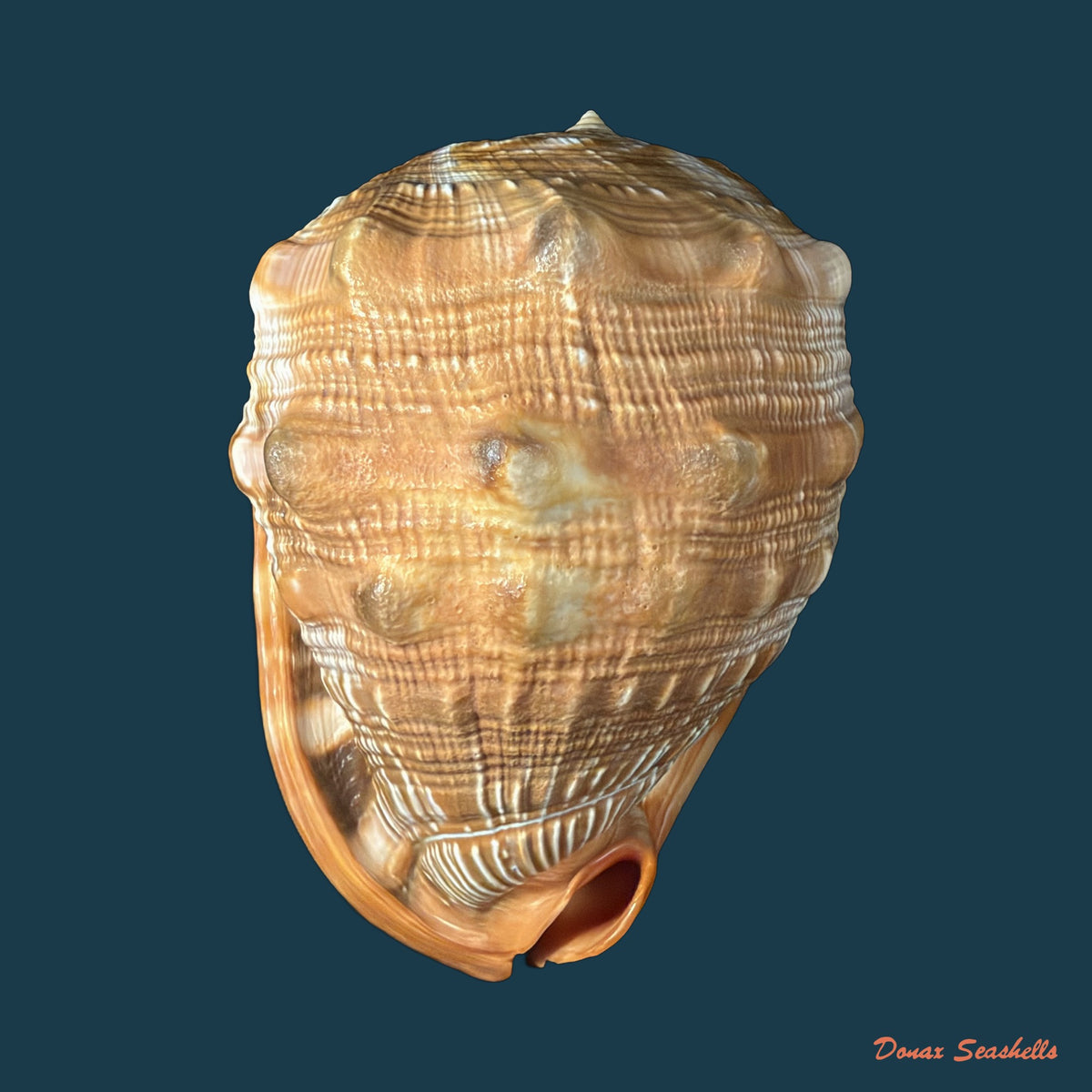 Cypraecassis rufa (Linnaeus, 1758) - 167,4mm