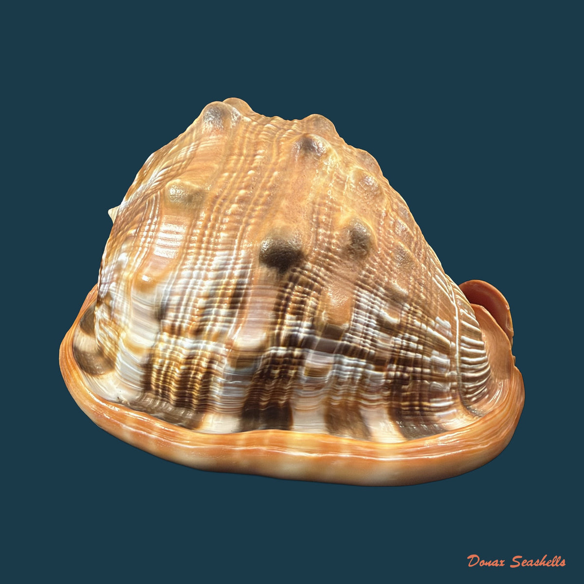 Cypraecassis rufa (Linnaeus, 1758) - 167,4mm