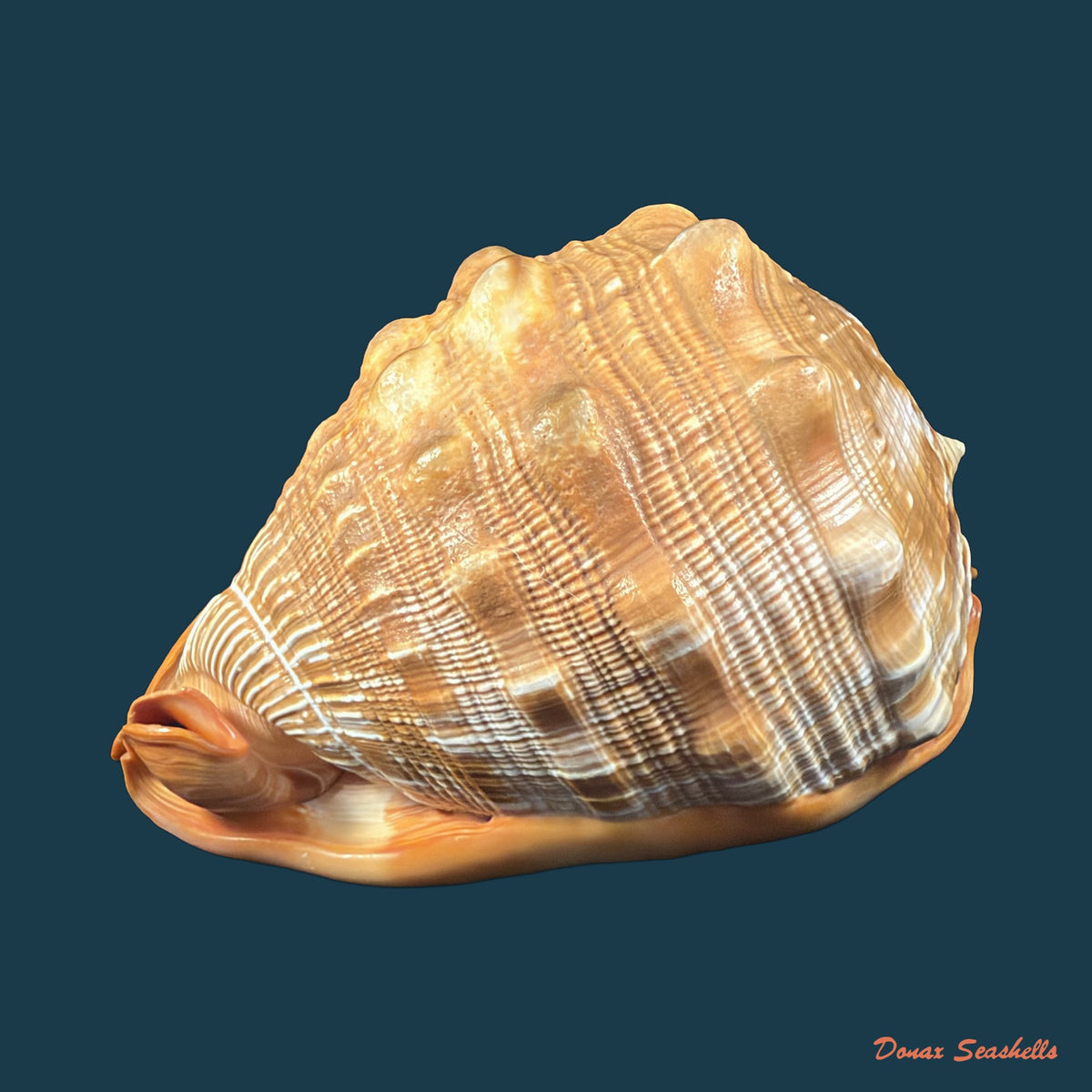 Cypraecassis rufa (Linnaeus, 1758) - 167,4mm