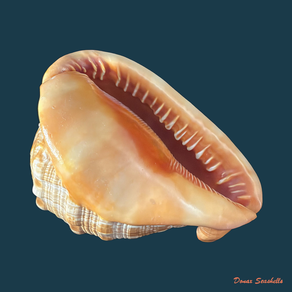 Cypraecassis rufa (Linnaeus, 1758) - 167,4mm