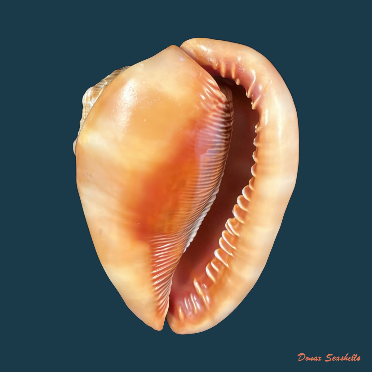 Cypraecassis rufa (Linnaeus, 1758) - 167,4mm