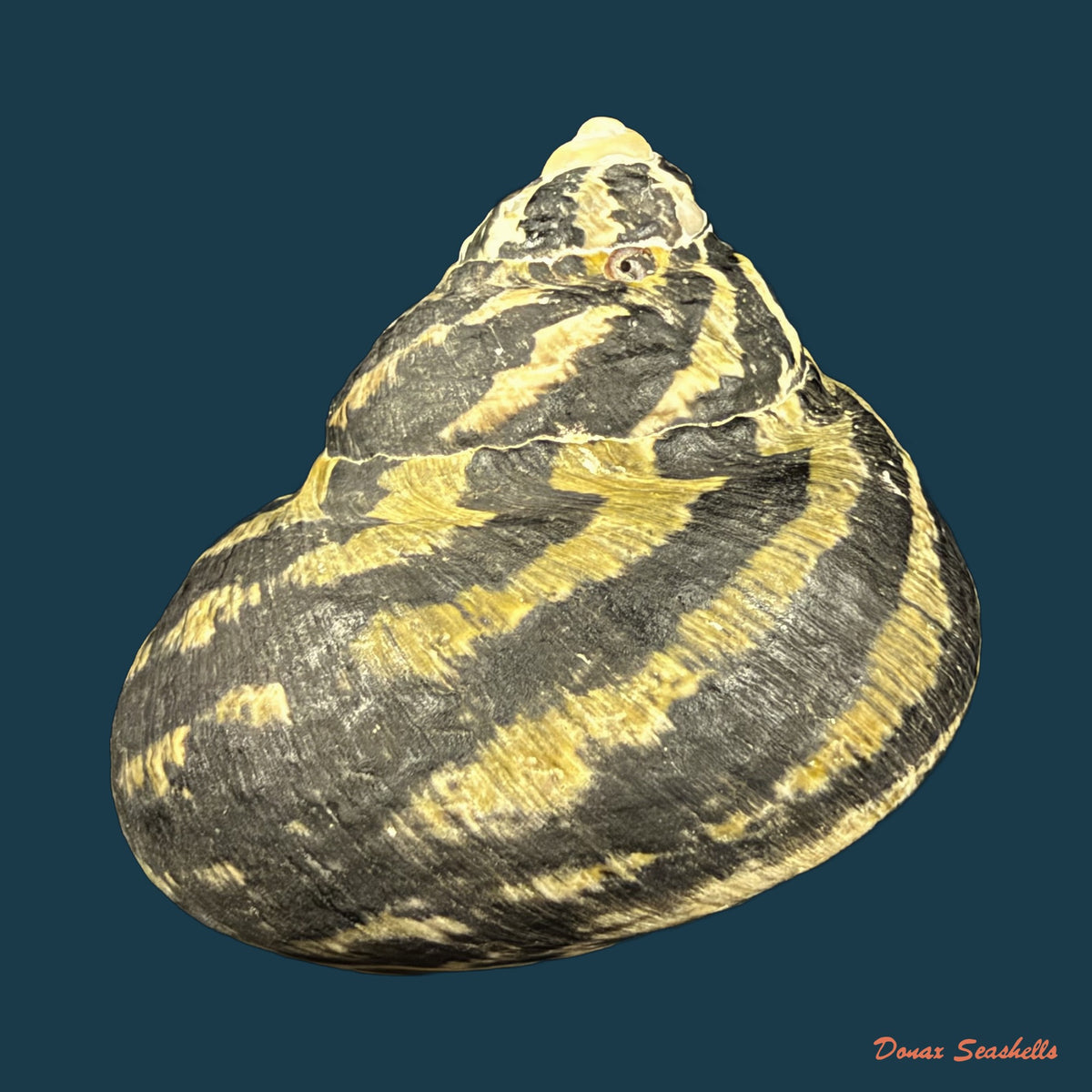 Cittarium pica (Linnaeus, 1758) - 80mm