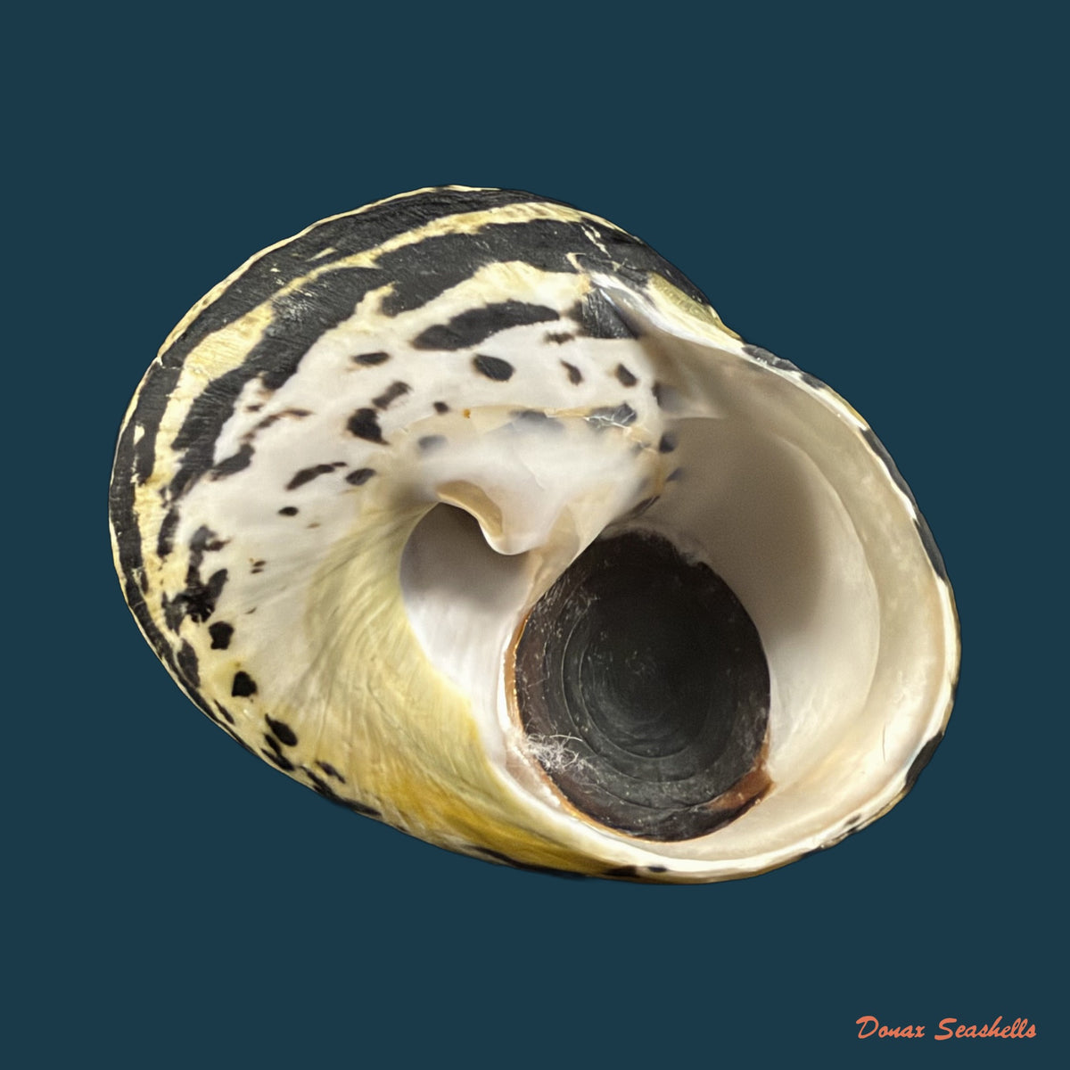 Cittarium pica (Linnaeus, 1758) - 80mm