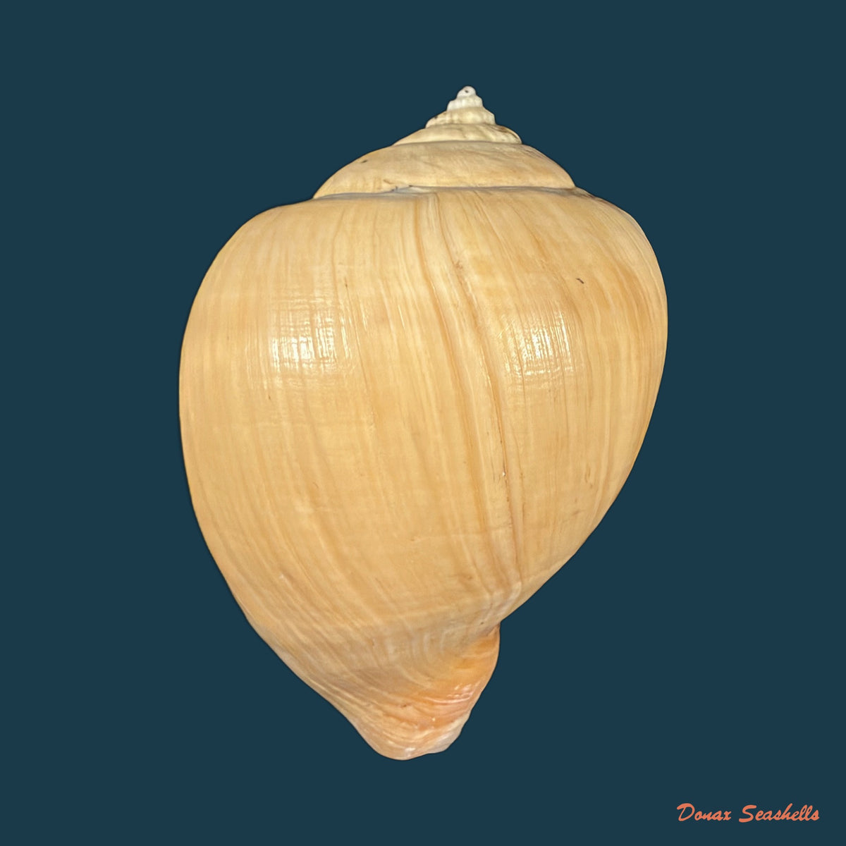 Pyruclia solida (G. B. Sowerby I, 1832) - 60,7mm