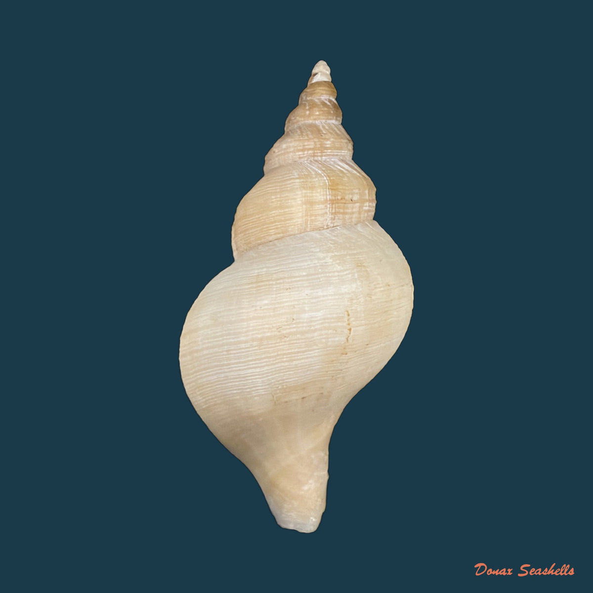 Neptunea antiqua (Linnaeus, 1758) - 87,2mm
