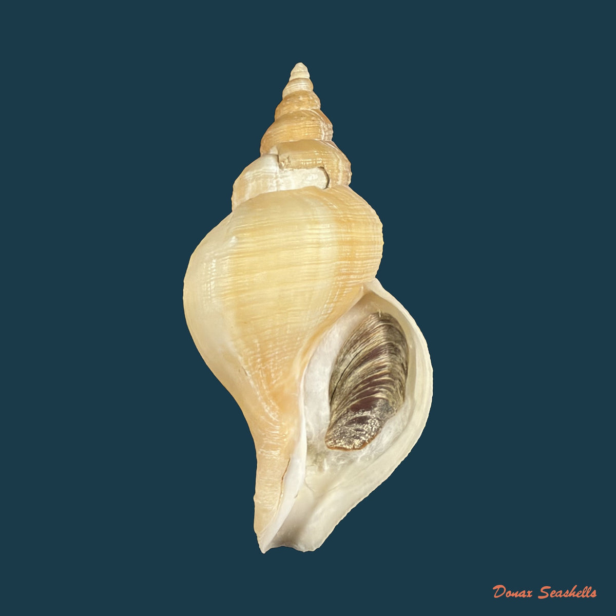 Neptunea antiqua (Linnaeus, 1758) - 87,2mm