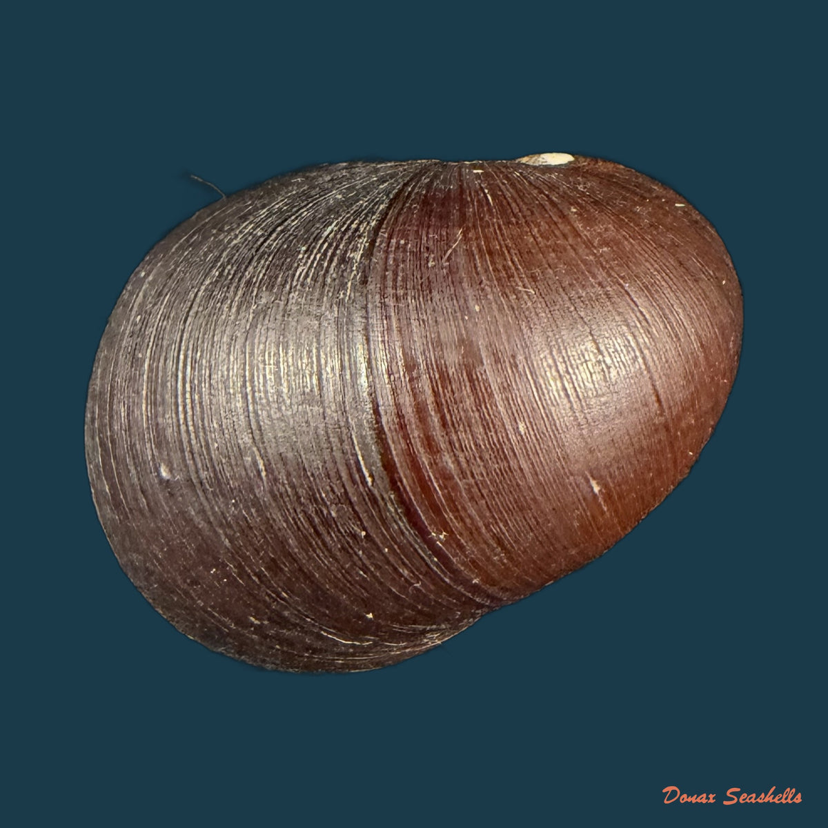 Neritona melanesica Riech, 1935 - 32,5mm