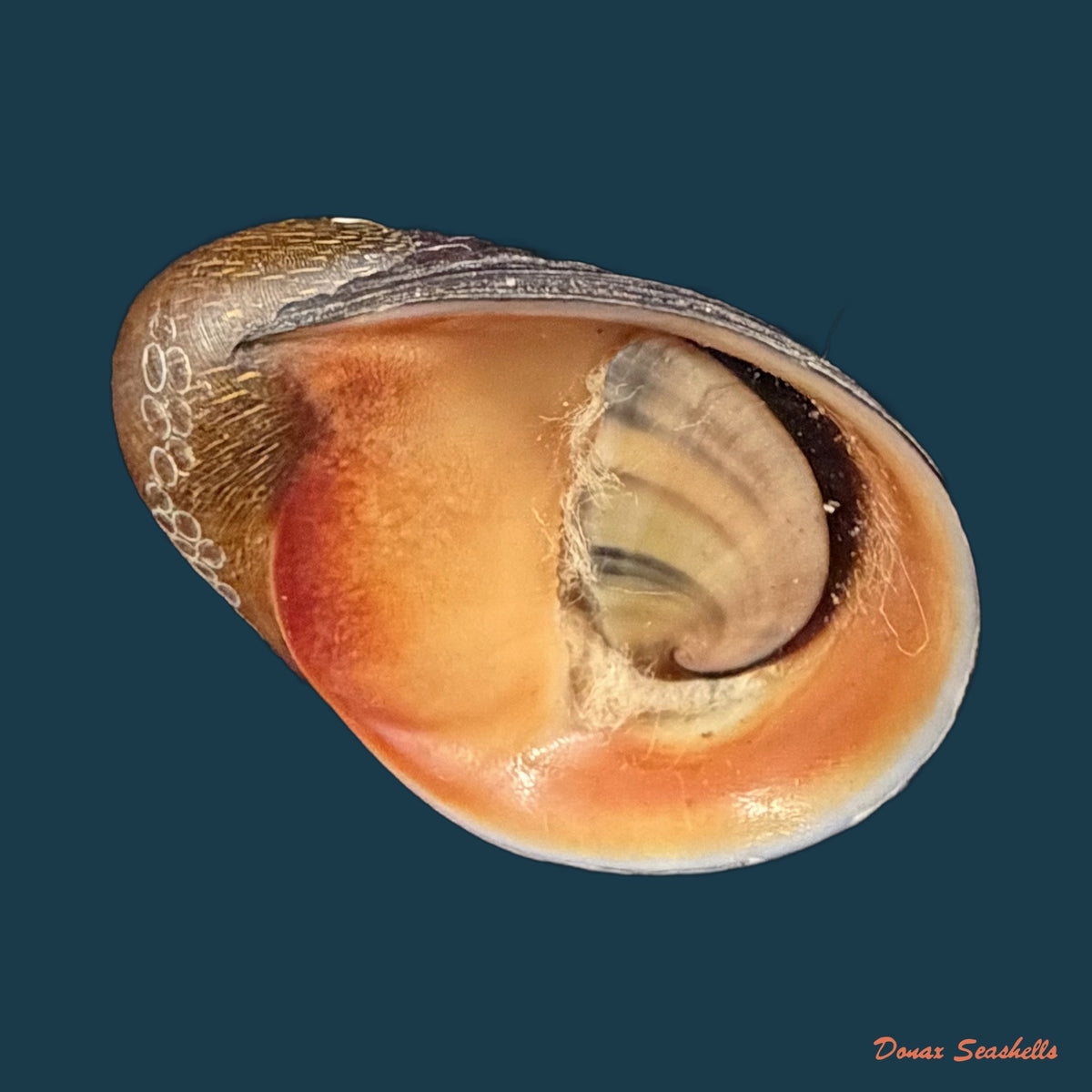 Neritona melanesica Riech, 1935 - 32,5mm