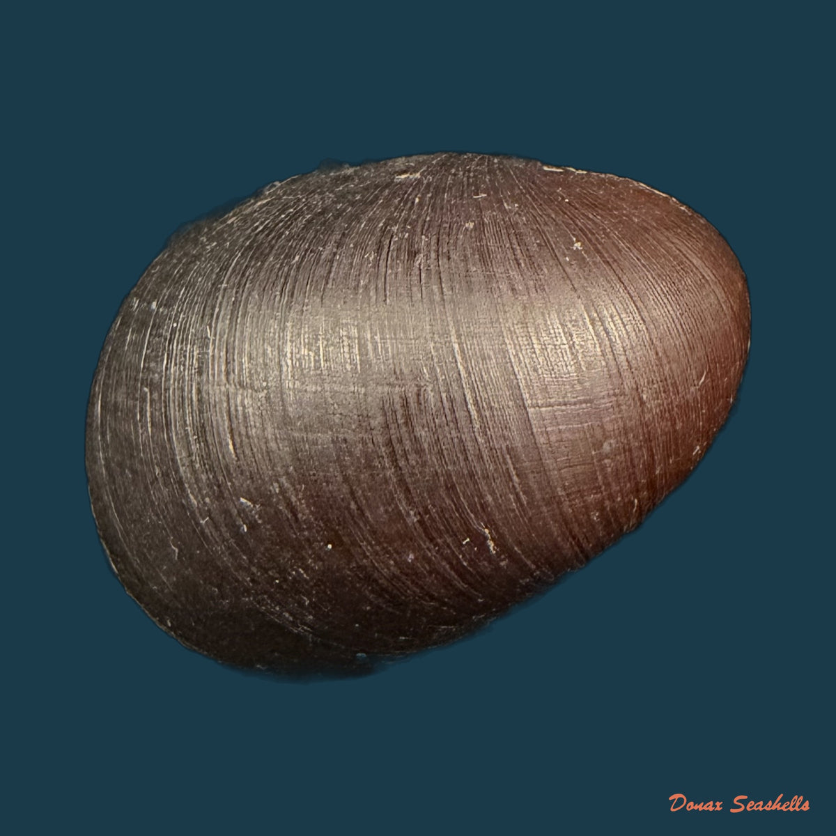 Neritona melanesica Riech, 1935 - 29,6mm