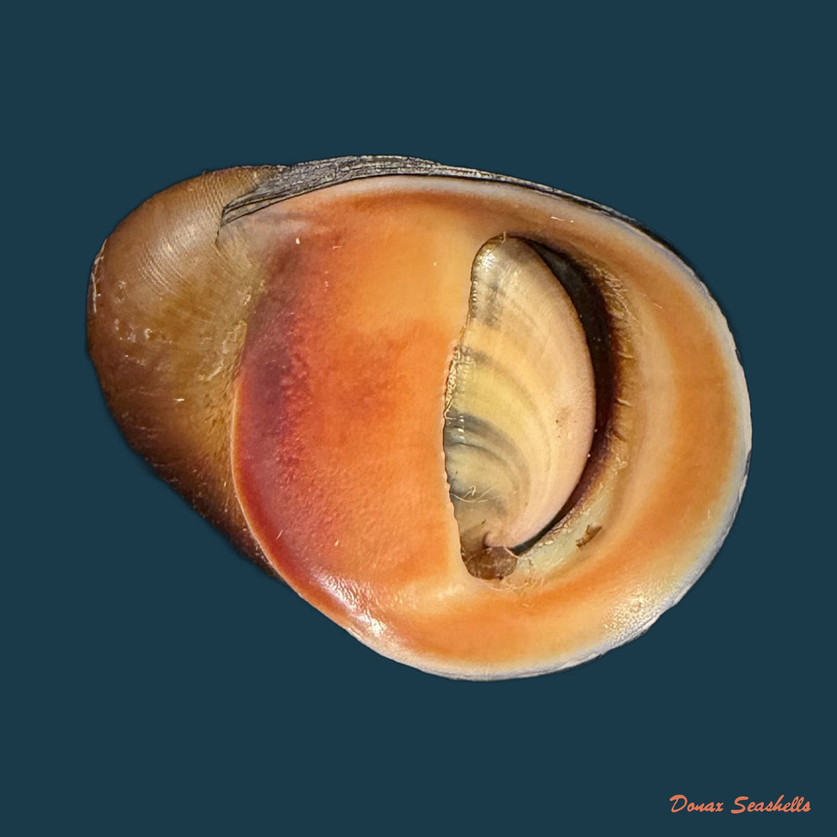 Neritona melanesica Riech, 1935 - 29,6mm