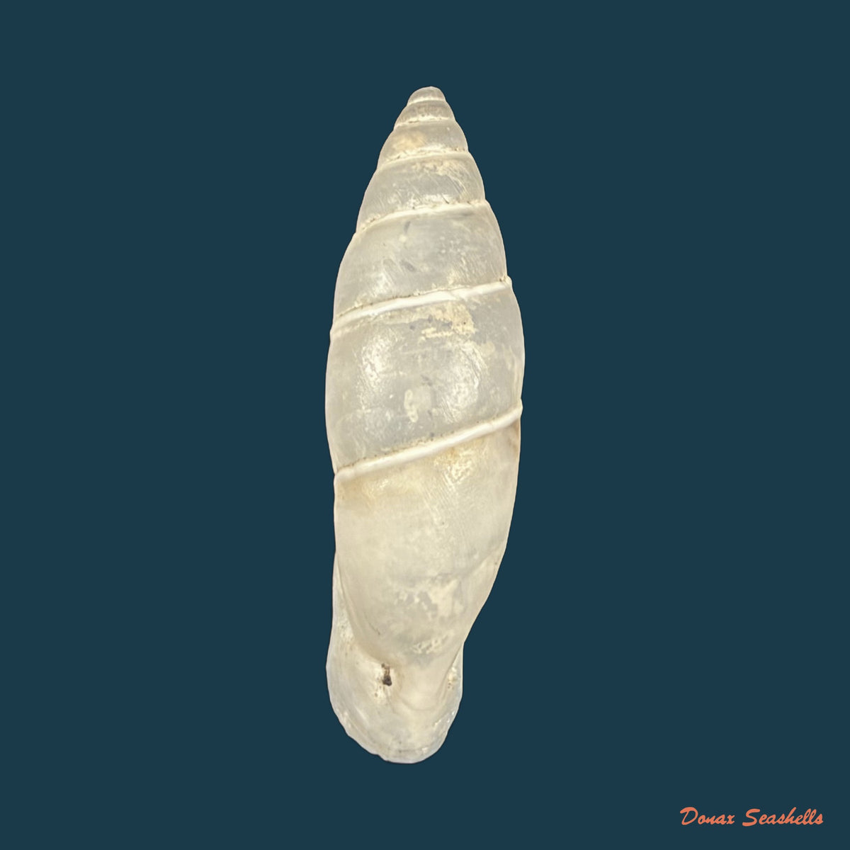 Bahiensis albofilosus (Dohrn, 1883) - 23mm
