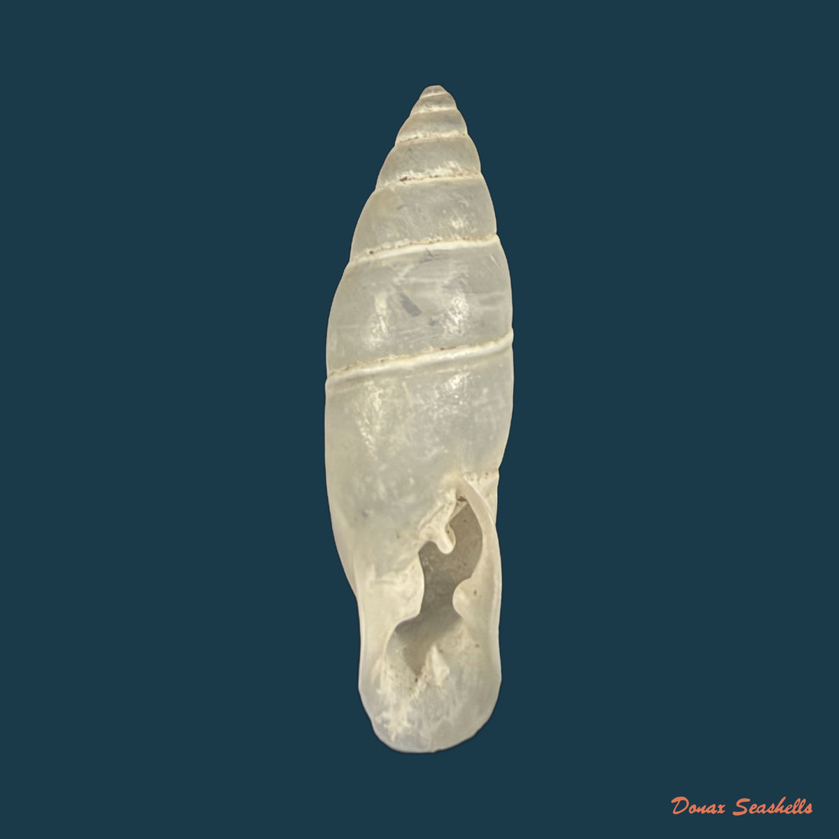 Bahiensis albofilosus (Dohrn, 1883) - 23mm