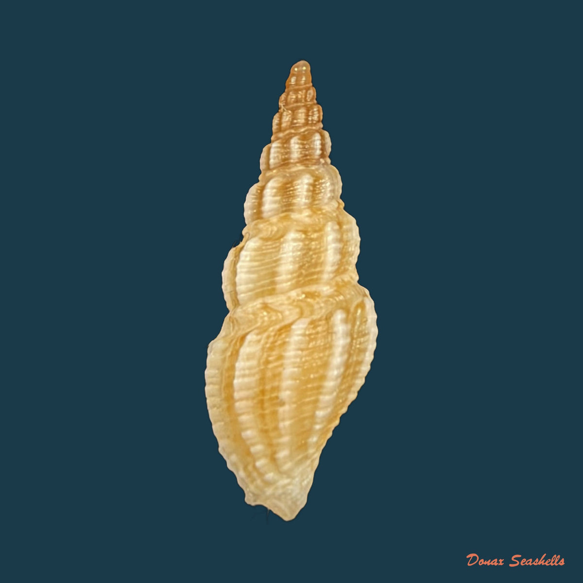 Drillia angolensis Odhner, 1923 - 15mm