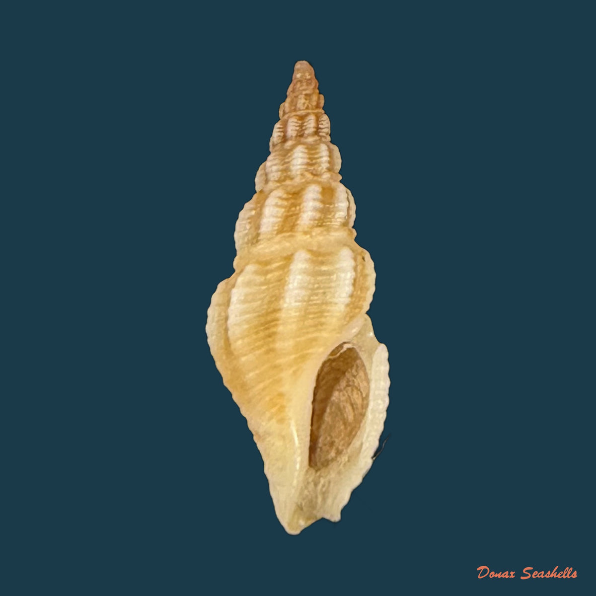 Drillia angolensis Odhner, 1923 - 15mm