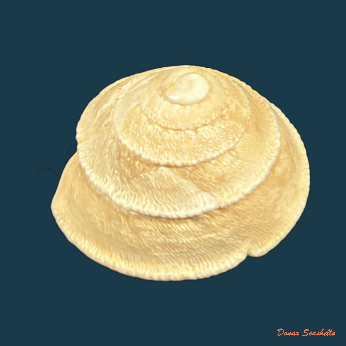 Sphincterochila chionudiscus (Boettger, 1884) - 18,1mm
