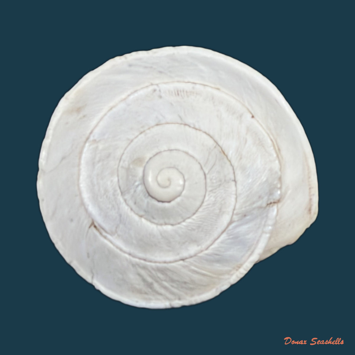 Sphincterochila pardoi Llabador, 1950 - 24,9mm