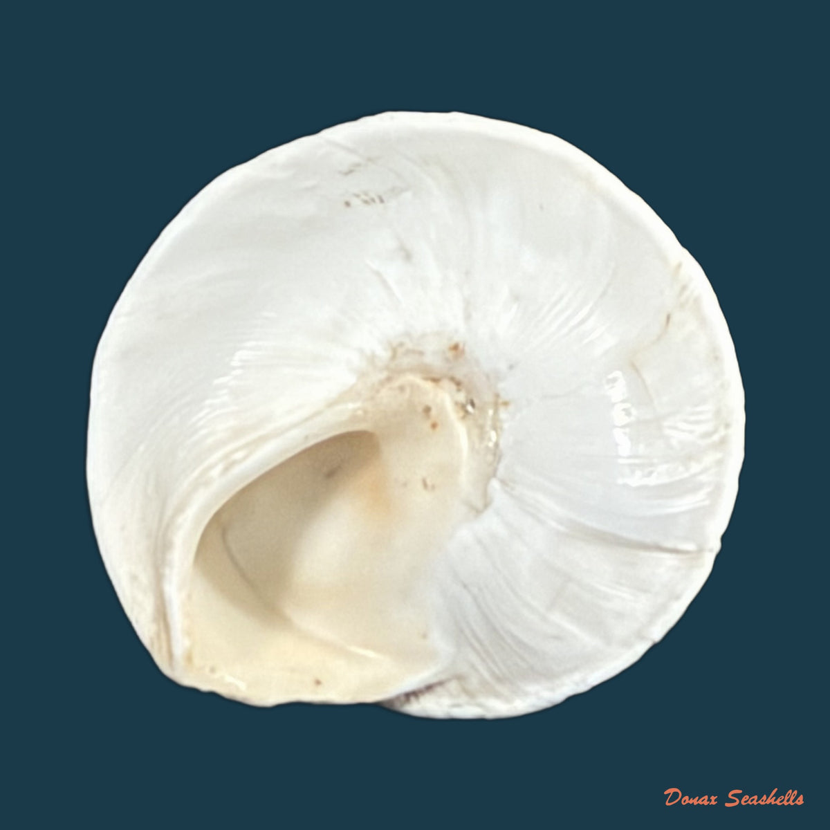 Sphincterochila pardoi Llabador, 1950 - 24,9mm
