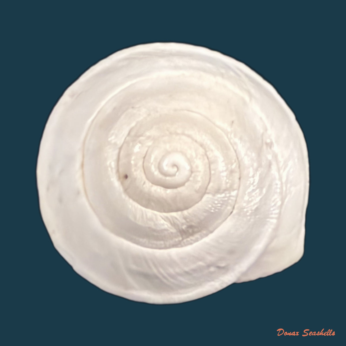 Sphincterochila pardoi Llabador, 1950 - 24,6mm