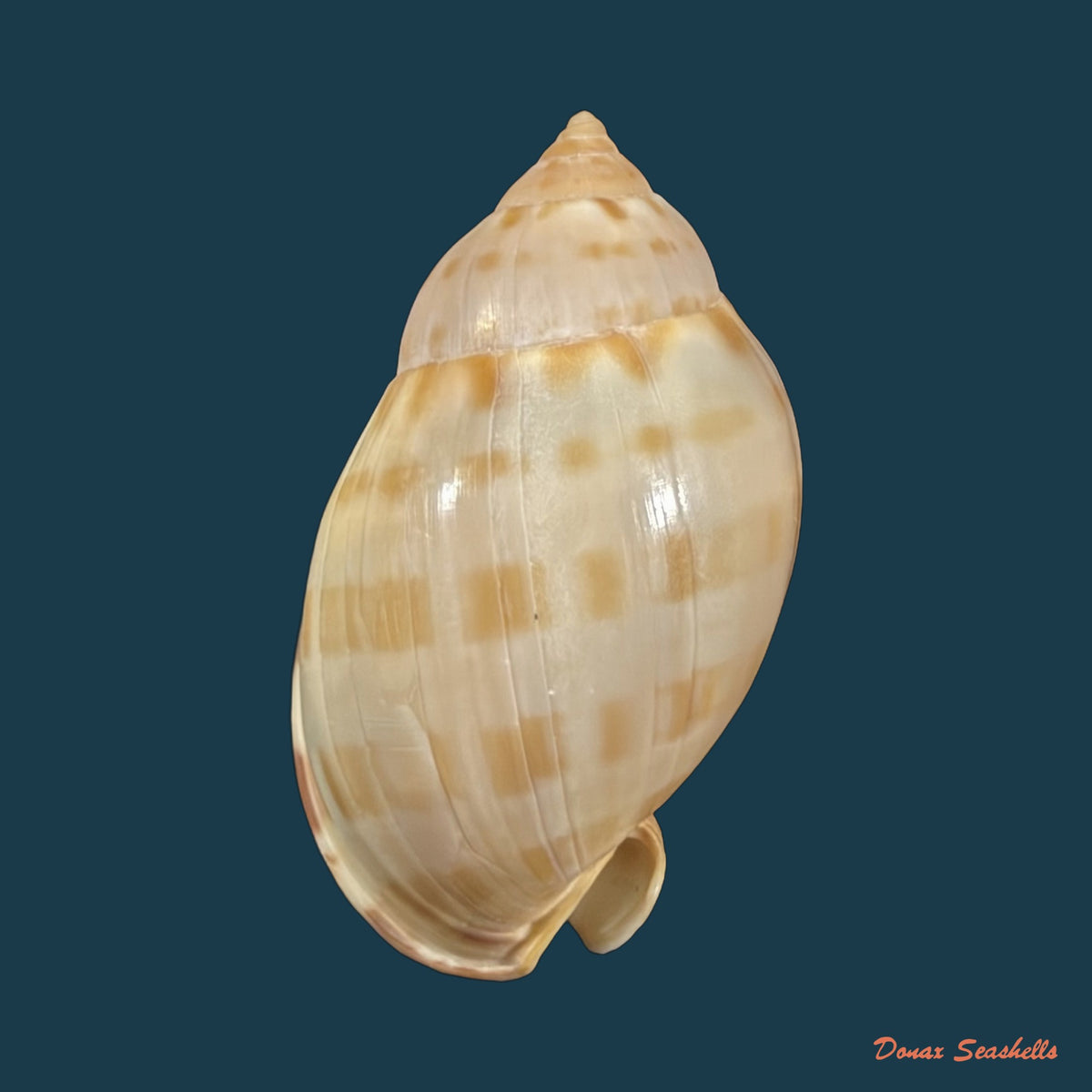 Casmaria atlantica Clench, 1944 - 37,5mm