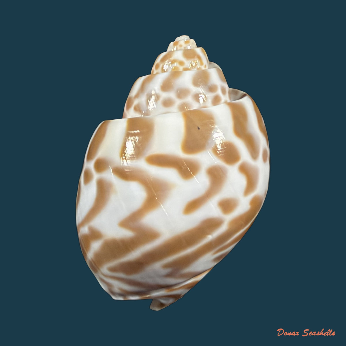 Babylonia valentiana (Swainson, 1822) - 56,3mm