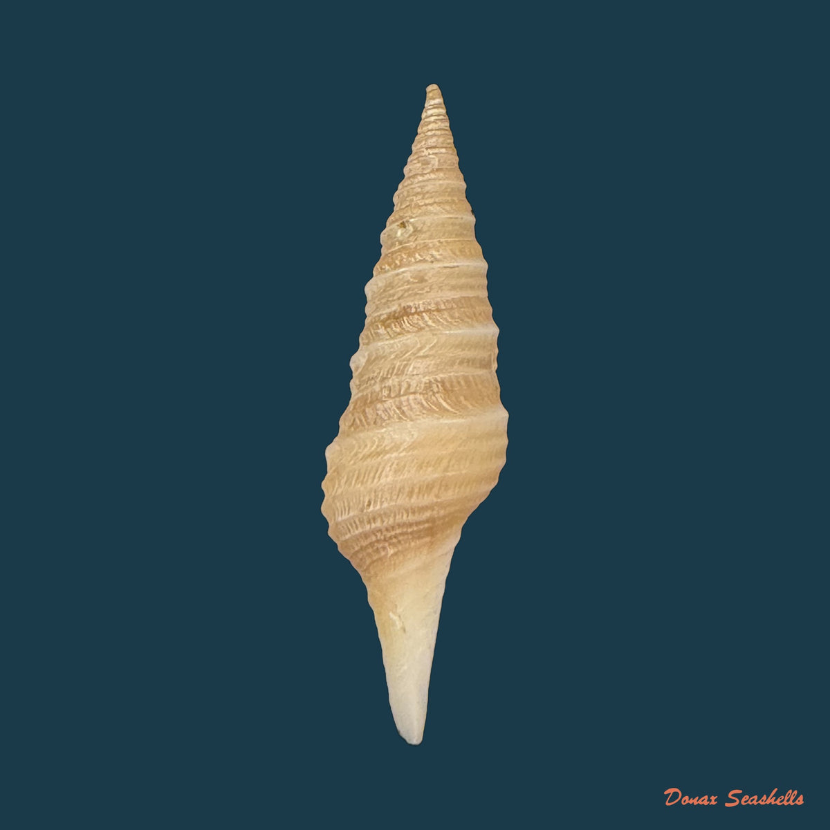 Polystira formosissima (E. A. Smith, 1915) - 33,3mm