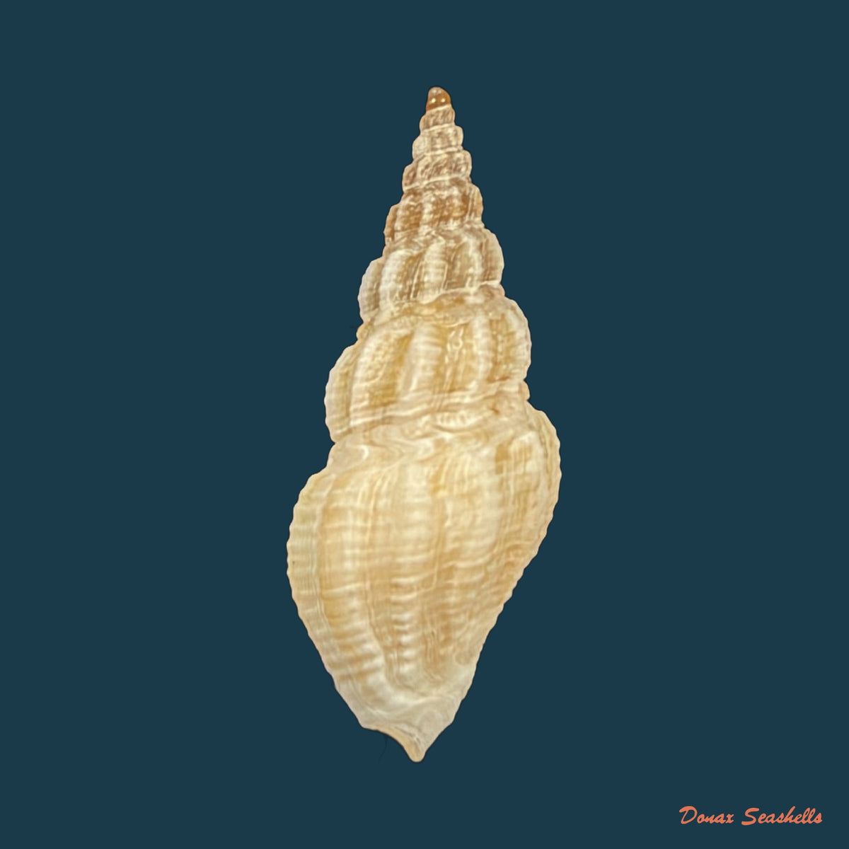 Drillia angolensis Odhner, 1923 - 19,1mm