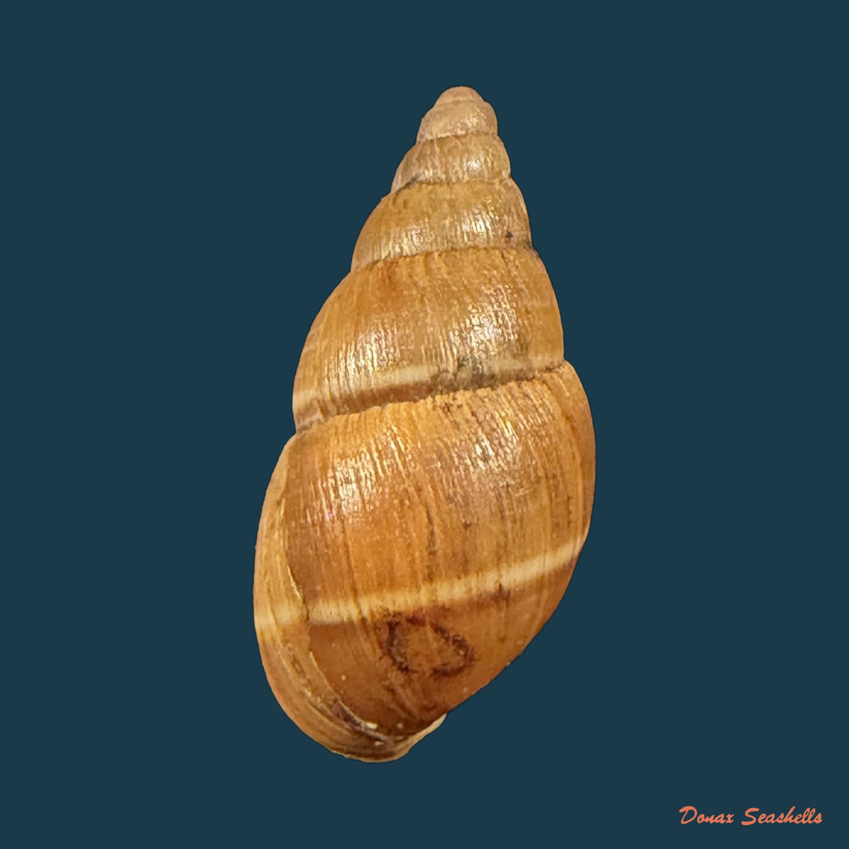 Scholvienia alutacea (Reeve, 1849) - 22,2mm