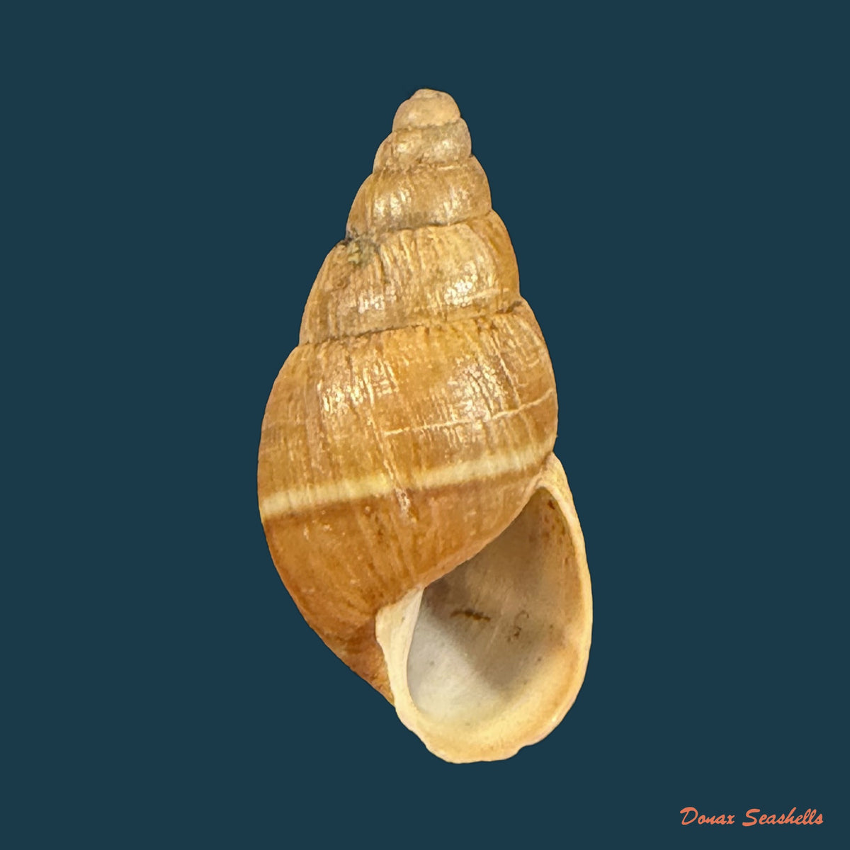 Scholvienia alutacea (Reeve, 1849) - 22,2mm