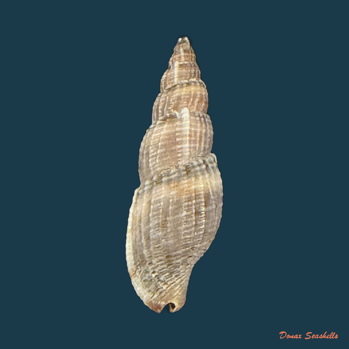 Tritonoharpa leali Harasewych, Petit & Verhecken, 1992 - 16,1mm