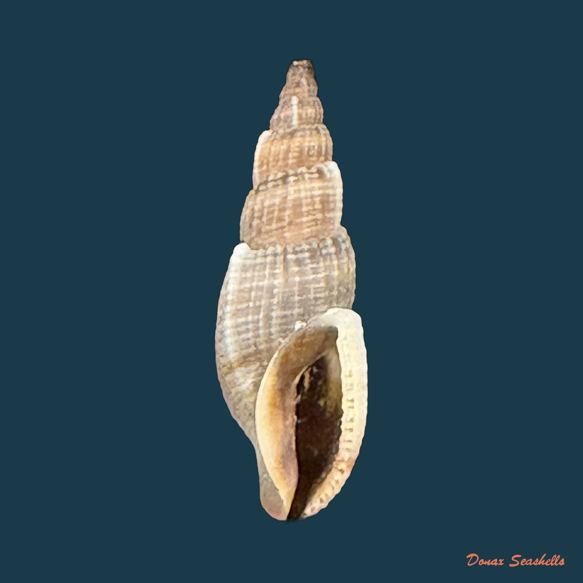 Tritonoharpa leali Harasewych, Petit & Verhecken, 1992 - 16,1mm