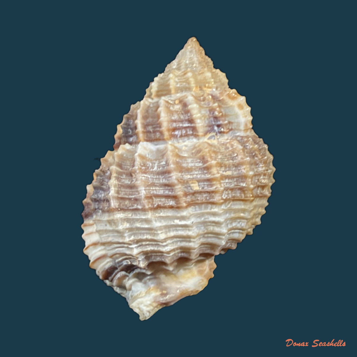 Bivetiella similis (G. B. Sowerby I, 1833) - 28mm