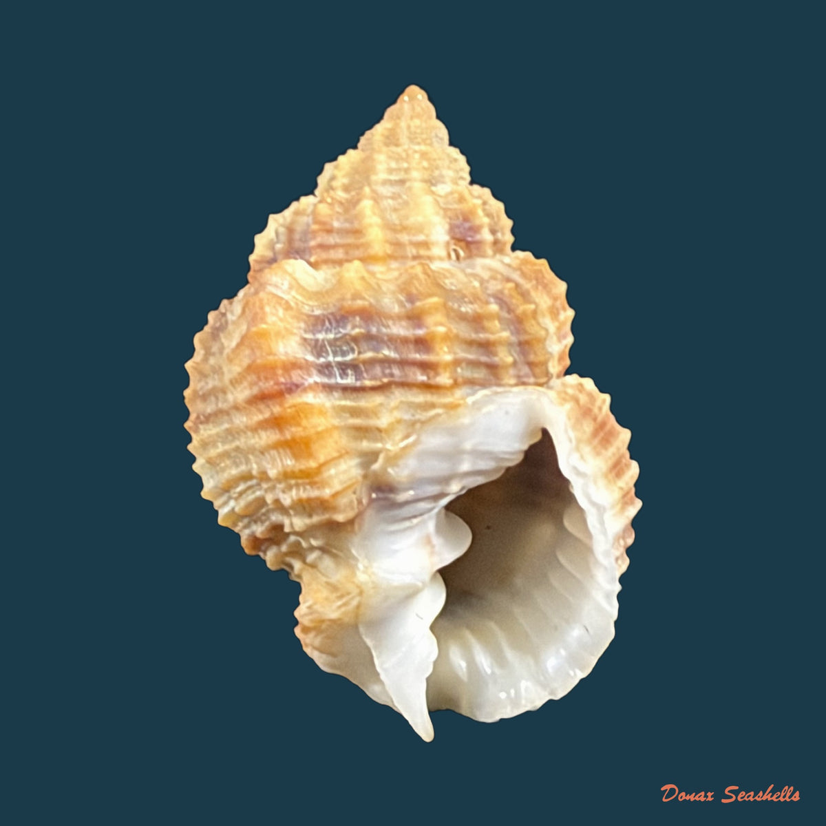 Bivetiella similis (G. B. Sowerby I, 1833) - 28mm