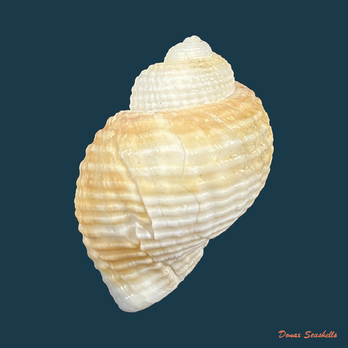 Cancellaria obtusa Deshayes, 1830 - 34,5mm