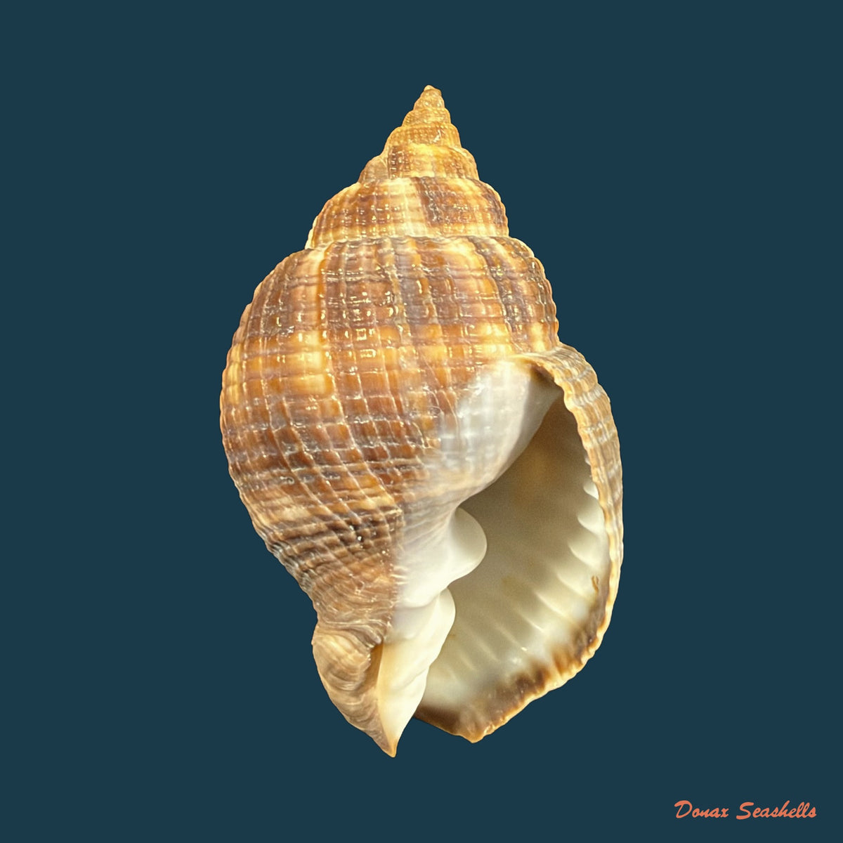 Cancellaria mediamericana Petuch, 1998 - 37,5mm