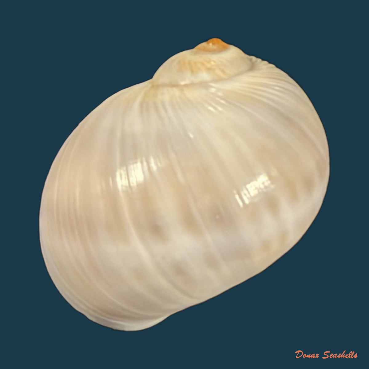 Natica livida Pfeiffer, 1840 - 15,7mm