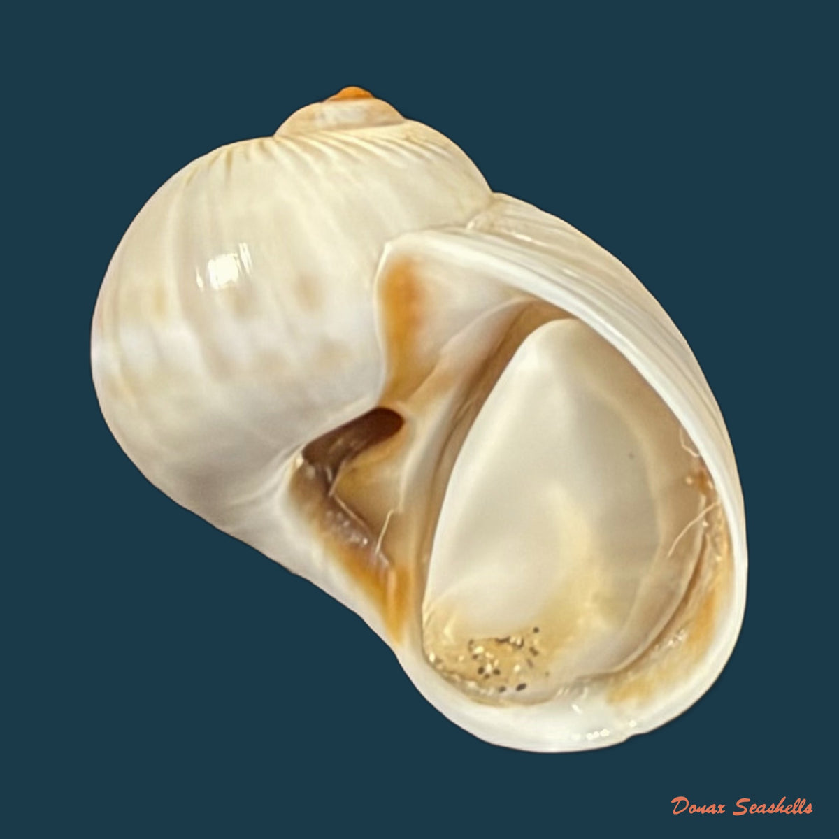 Natica livida Pfeiffer, 1840 - 15,7mm