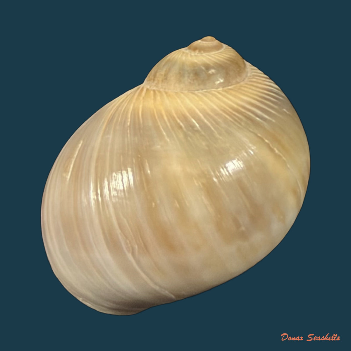 Natica livida Pfeiffer, 1840 - 15,5mm
