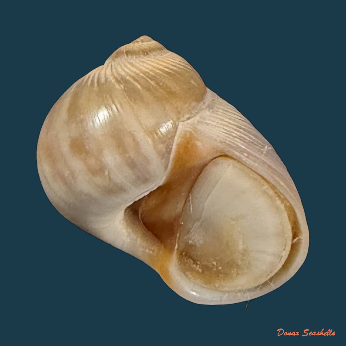 Natica livida Pfeiffer, 1840 - 15,5mm