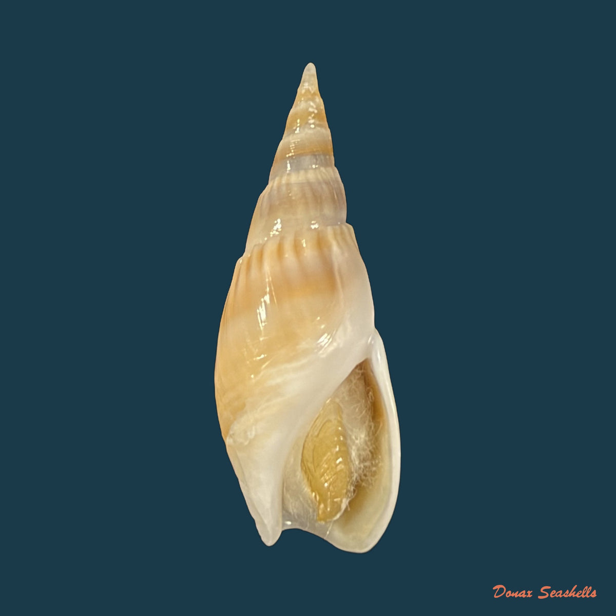 Bullia natalensis (Krauss, 1848) - 32,1mm