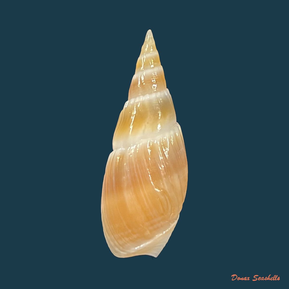 Bullia natalensis (Krauss, 1848) - 28,6mm