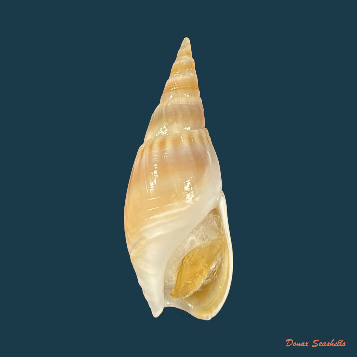 Bullia natalensis (Krauss, 1848) - 30,8mm