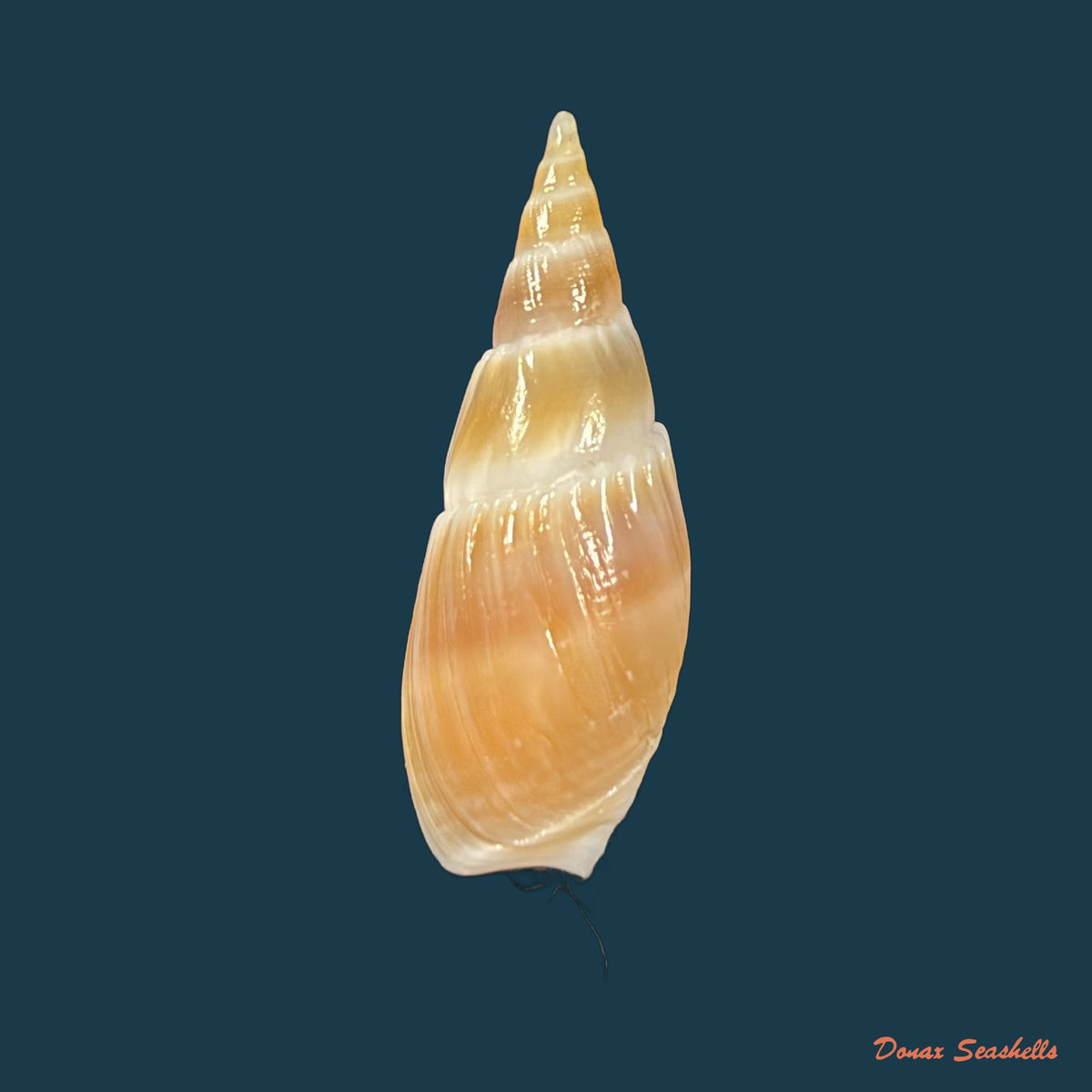 Bullia natalensis (Krauss, 1848) - 28,7mm
