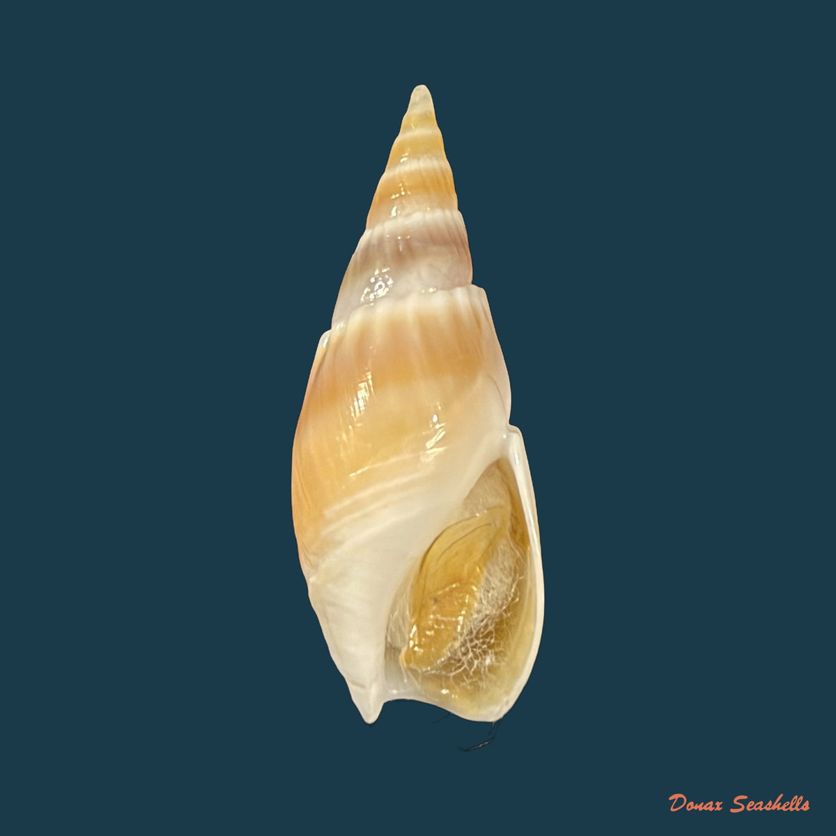 Bullia natalensis (Krauss, 1848) - 28,7mm
