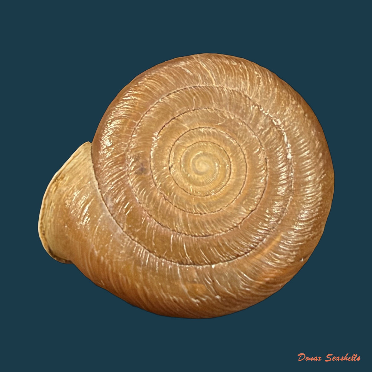 Gudeodiscus pulvinaris robustus Páll-Gergely & Hunyadi, 2013 - 24,4mm