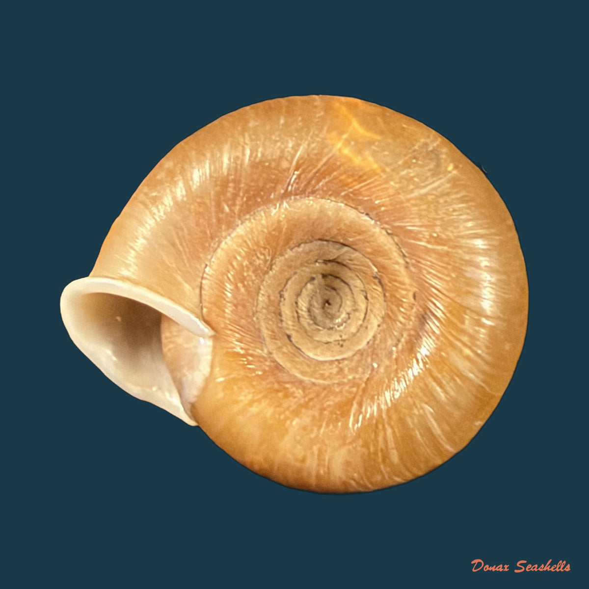 Gudeodiscus pulvinaris robustus Páll-Gergely & Hunyadi, 2013 - 24,4mm