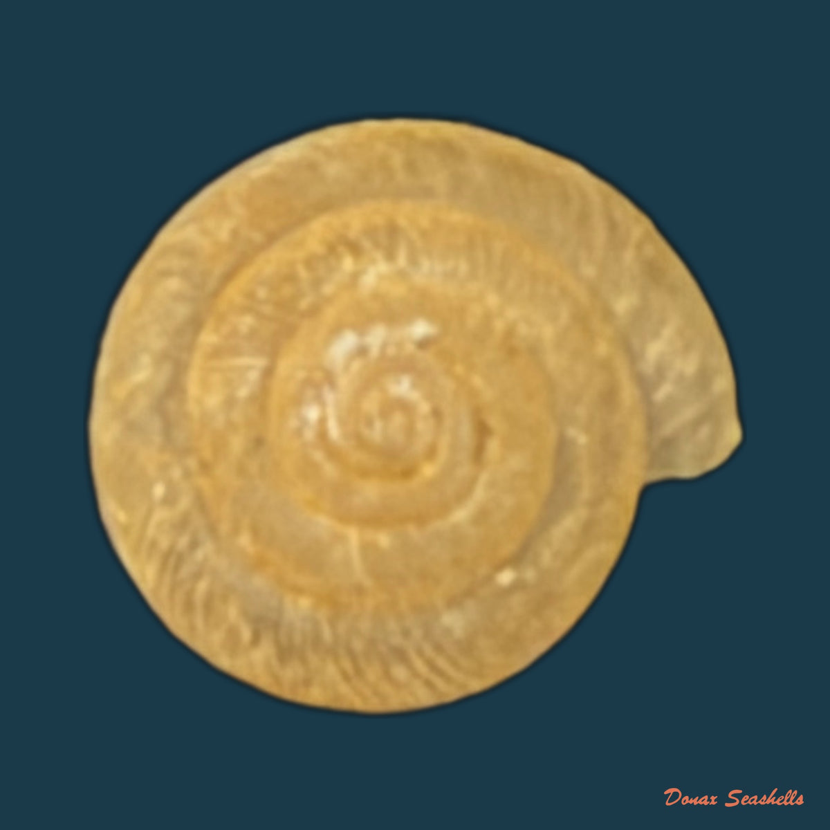 Caracollina lenticula (Michaud, 1831) - 6,6mm