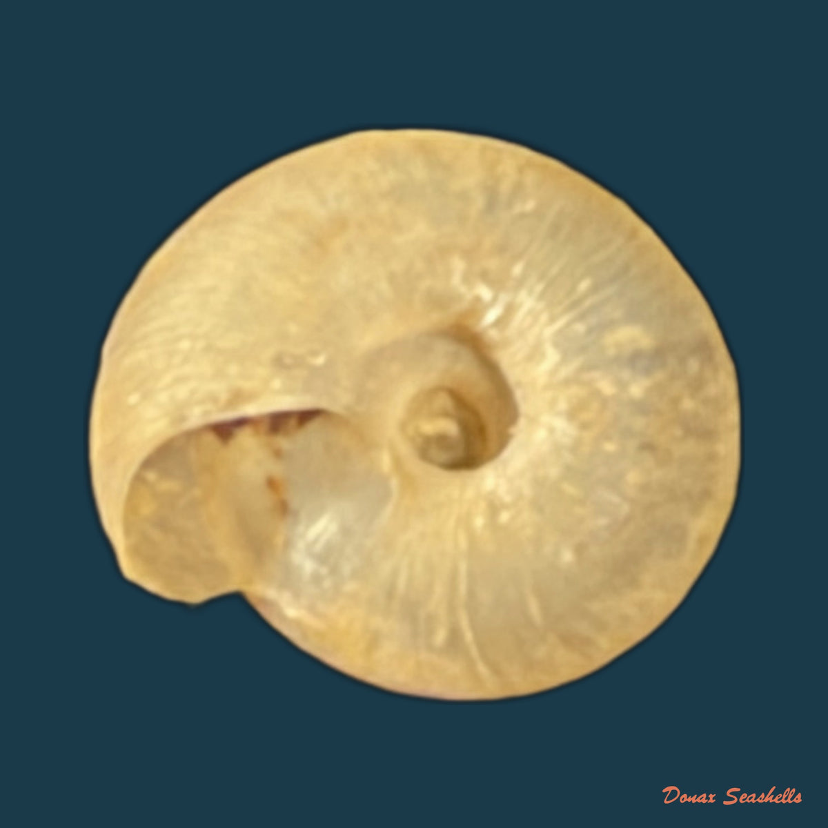 Caracollina lenticula (Michaud, 1831) - 6,6mm