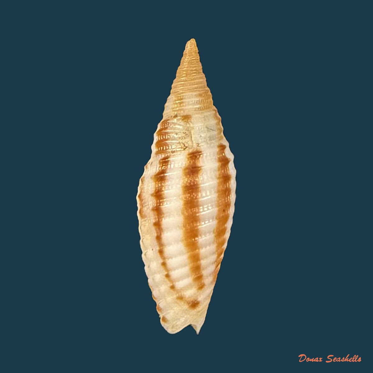 Imbricaria insculpta (A. Adams, 1853) - 19,6mm